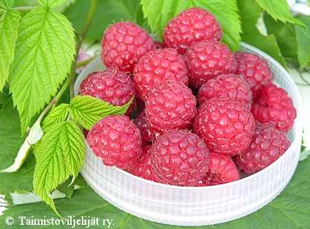 Rubus idaeus   'Muskoka'